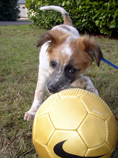 Soccer pup