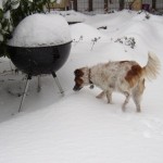 The dog loves snow