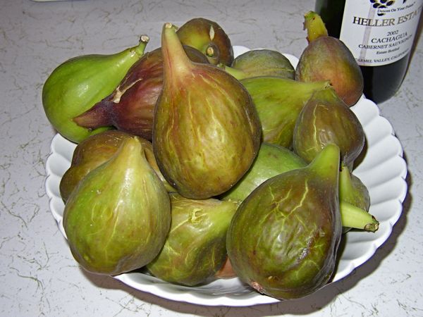 First fig harvest